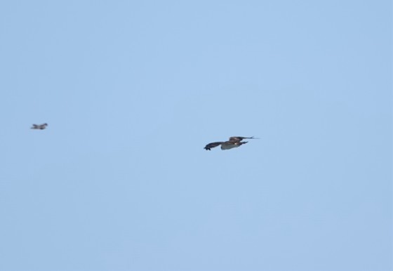 峠を越えるミサゴ（手前）と偶然写った野鳥？